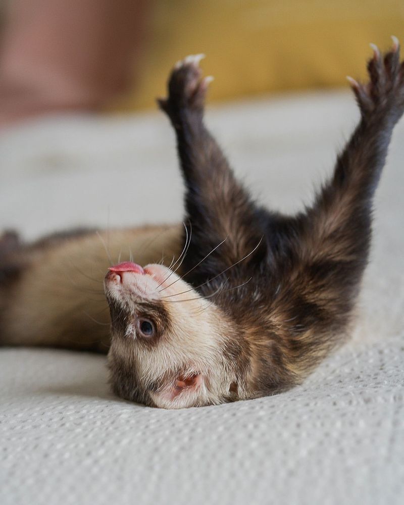 Ferrets Have a Unique Dance