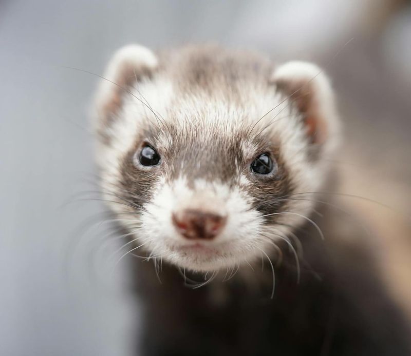 Ferrets Need Vaccinations