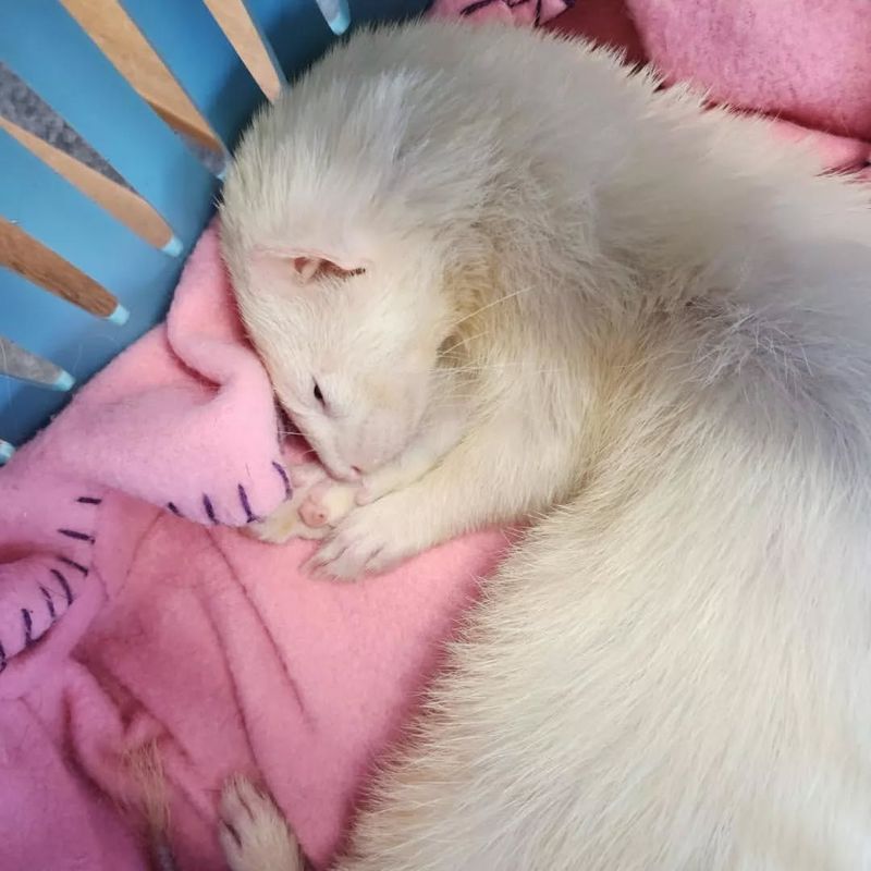 Ferrets Sleep a Lot