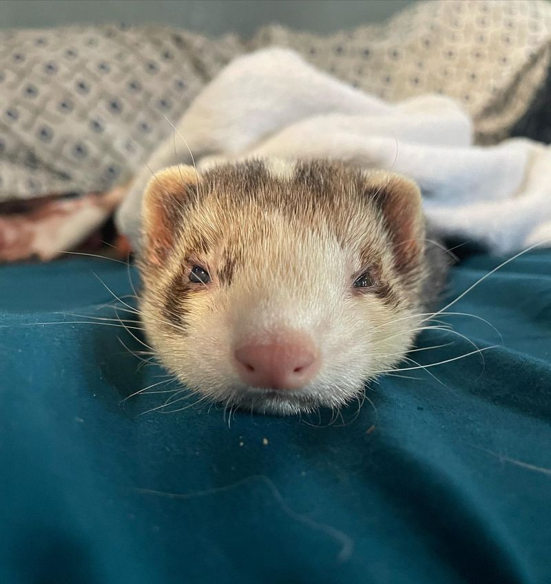 Ferrets are Obligate Carnivores