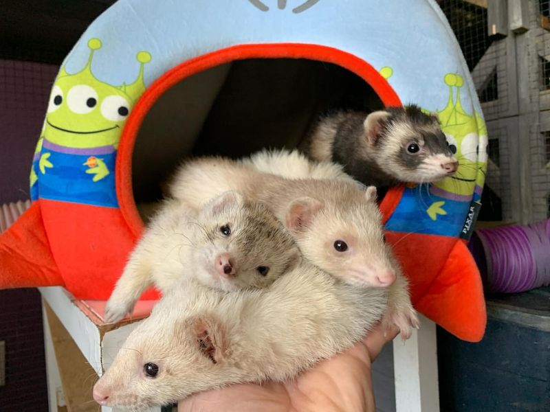 Ferrets are Social Animals