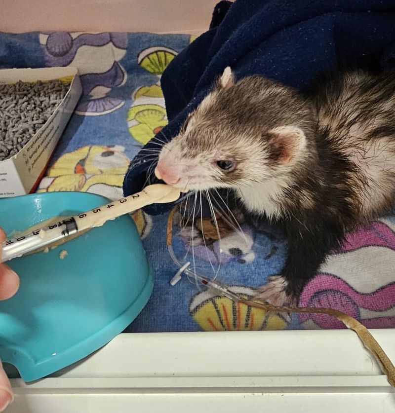 Ferrets in Therapy