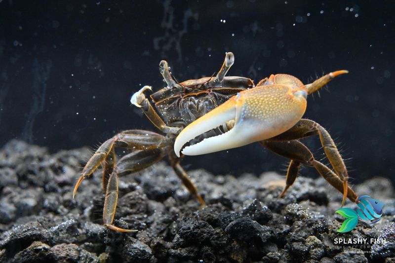 Fiddler Crab