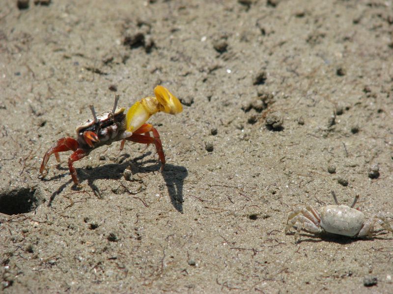 Fiddler Crab