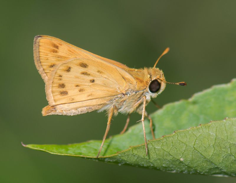 Fiery Skipper