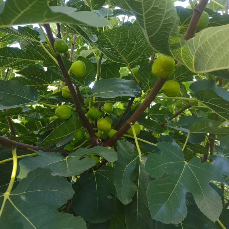 Fig Tree