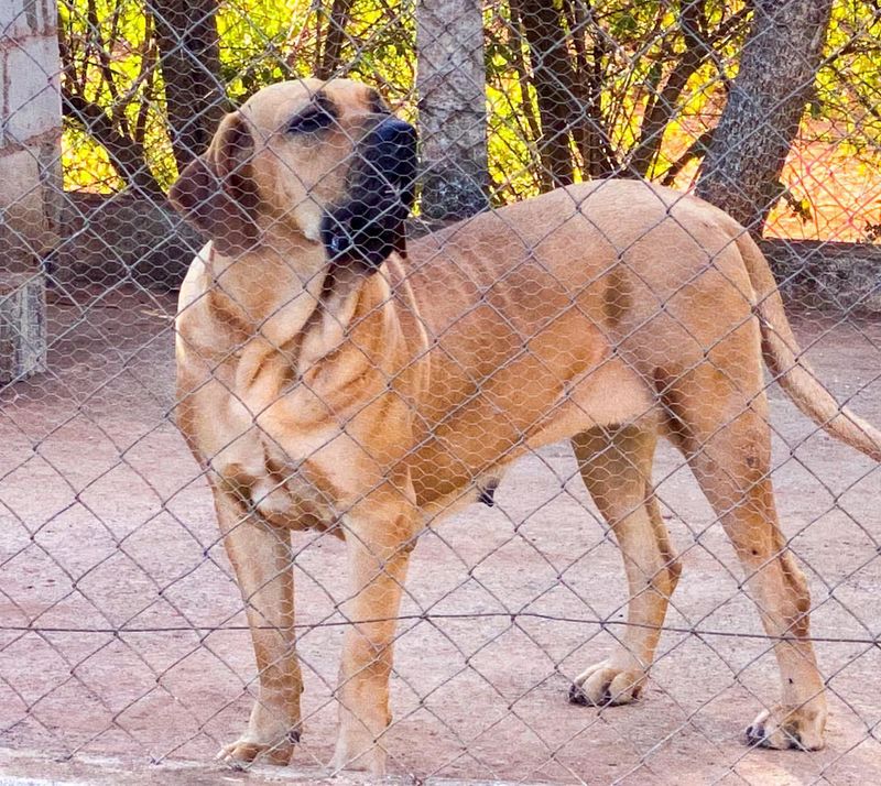 Fila Brasileiro