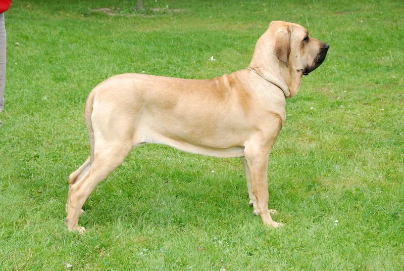 Fila Brasileiro