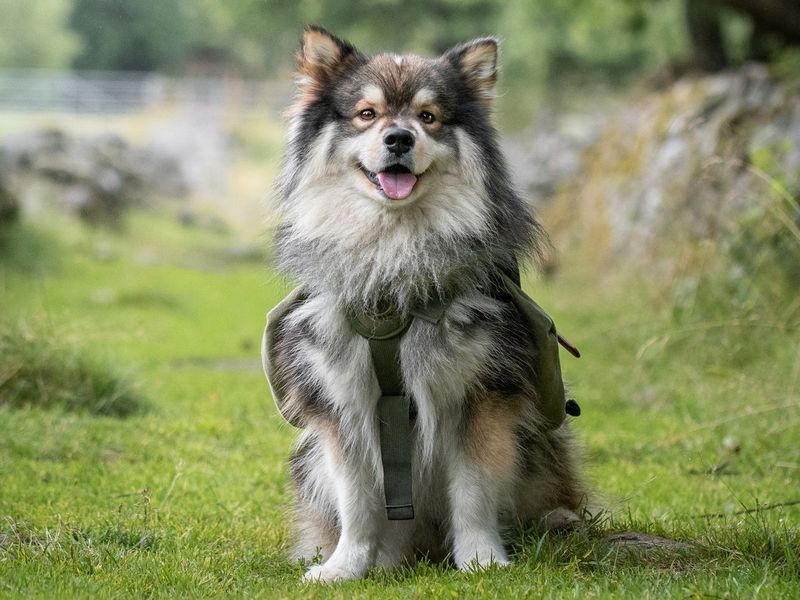 Finnish Lapphund