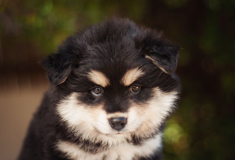 Finnish Lapphund