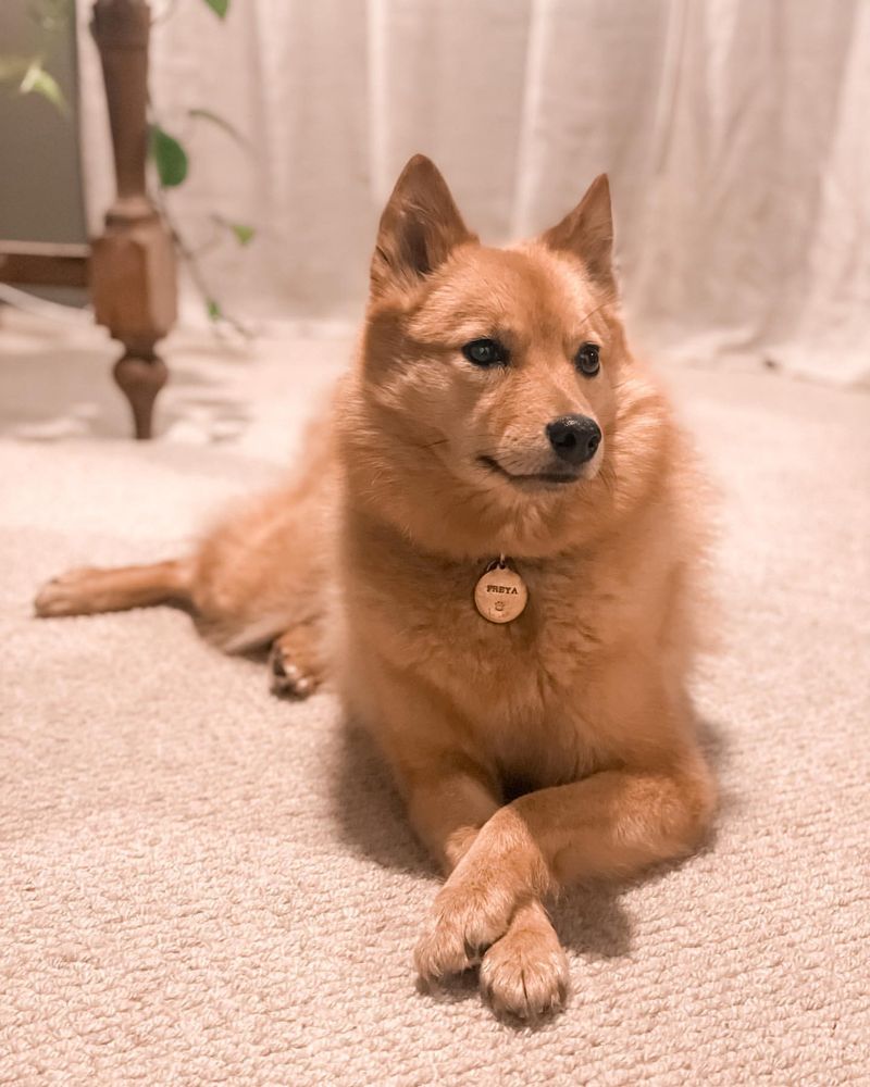 Finnish Spitz