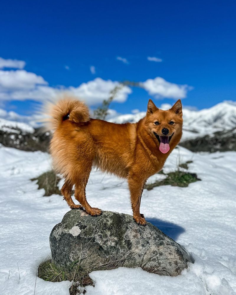 Finnish Spitz