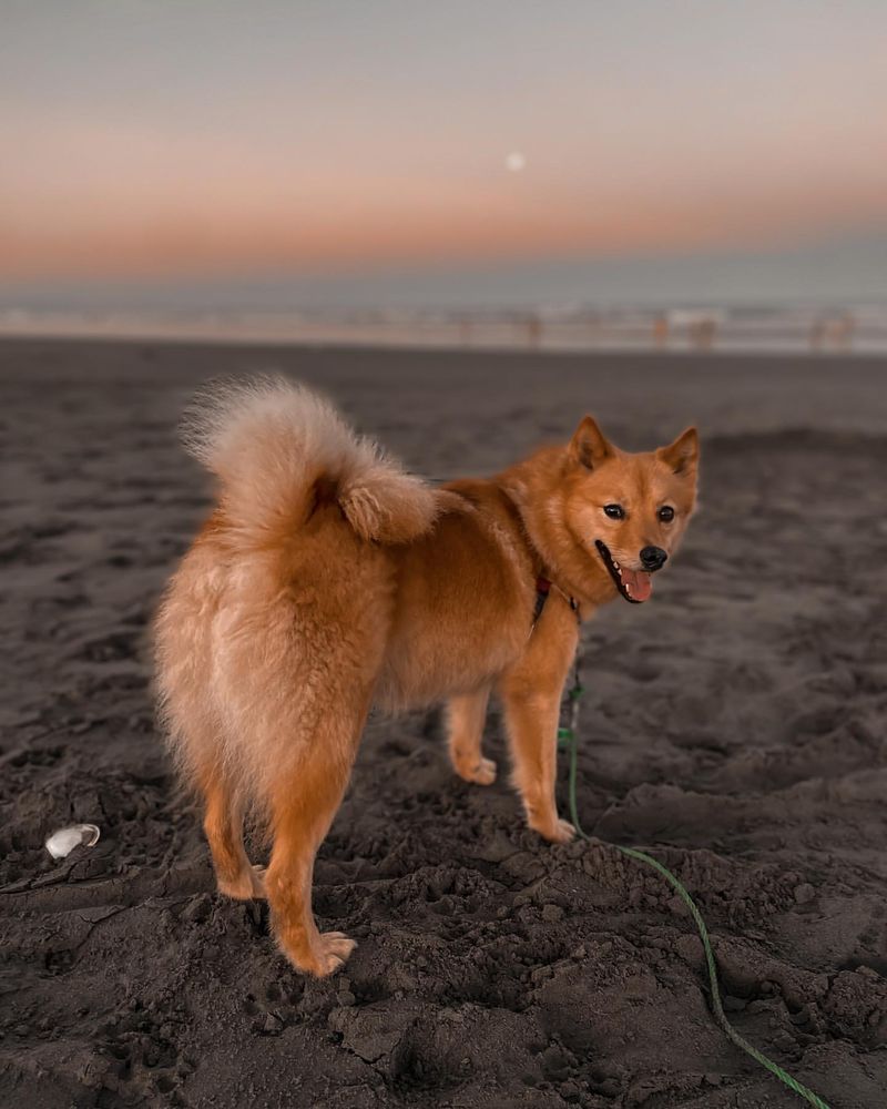 Finnish Spitz