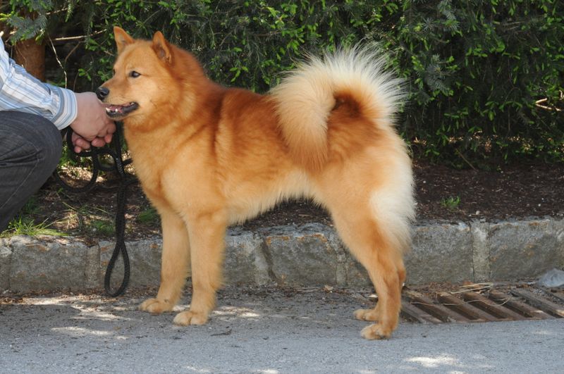 Finnish Spitz