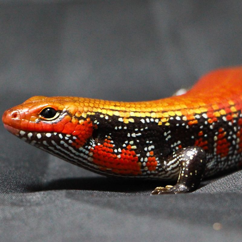 Fire Skink