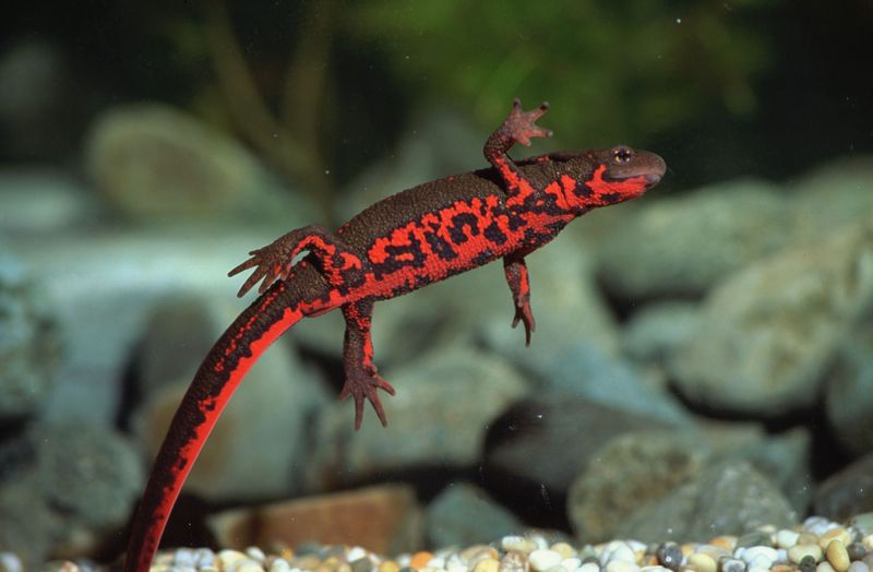 Fire-bellied Newt