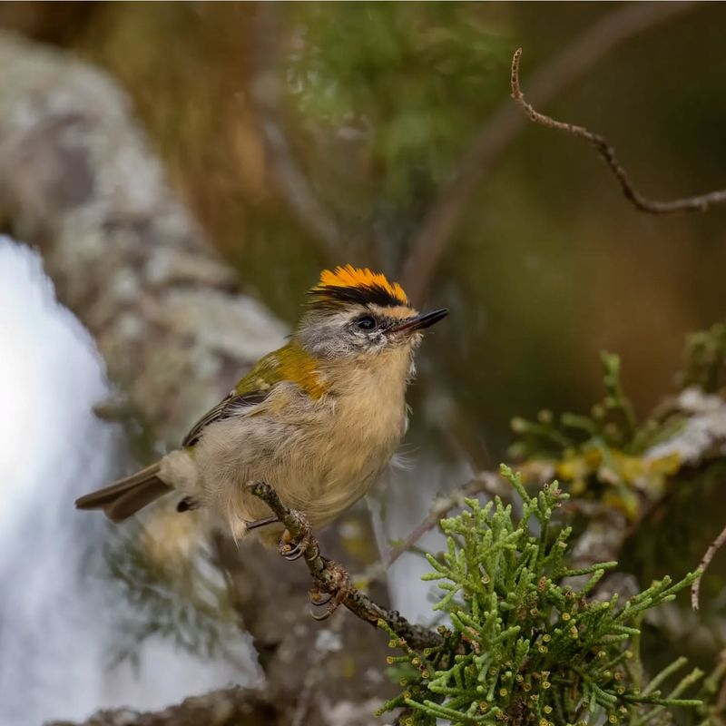 Firecrest