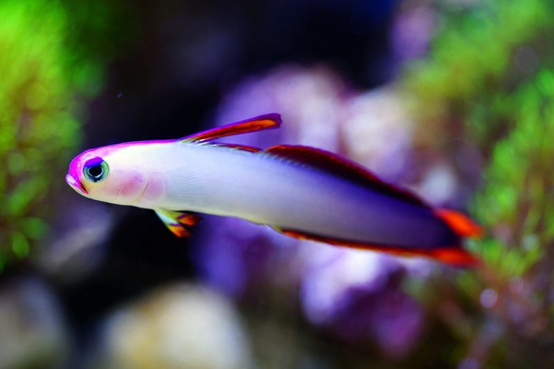 Firefish Goby