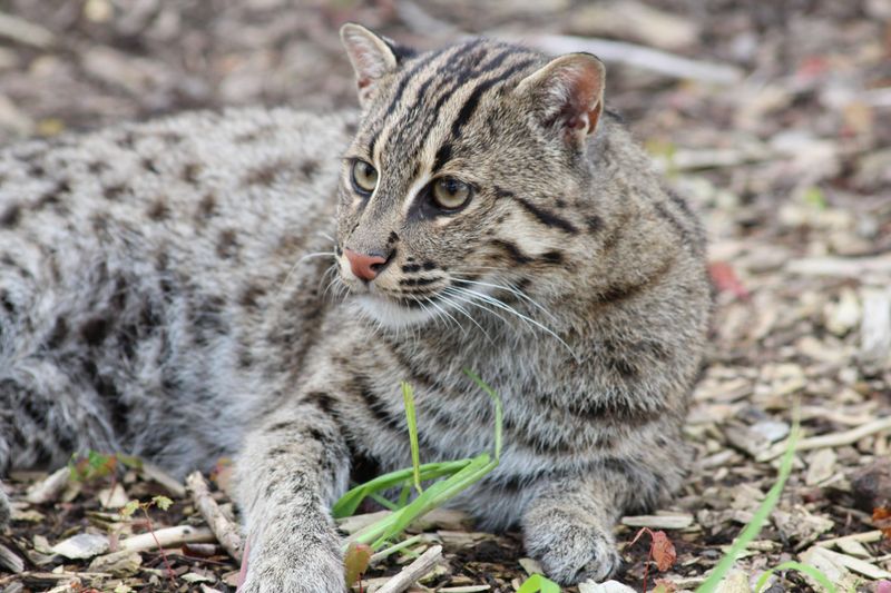 Fishing Cat