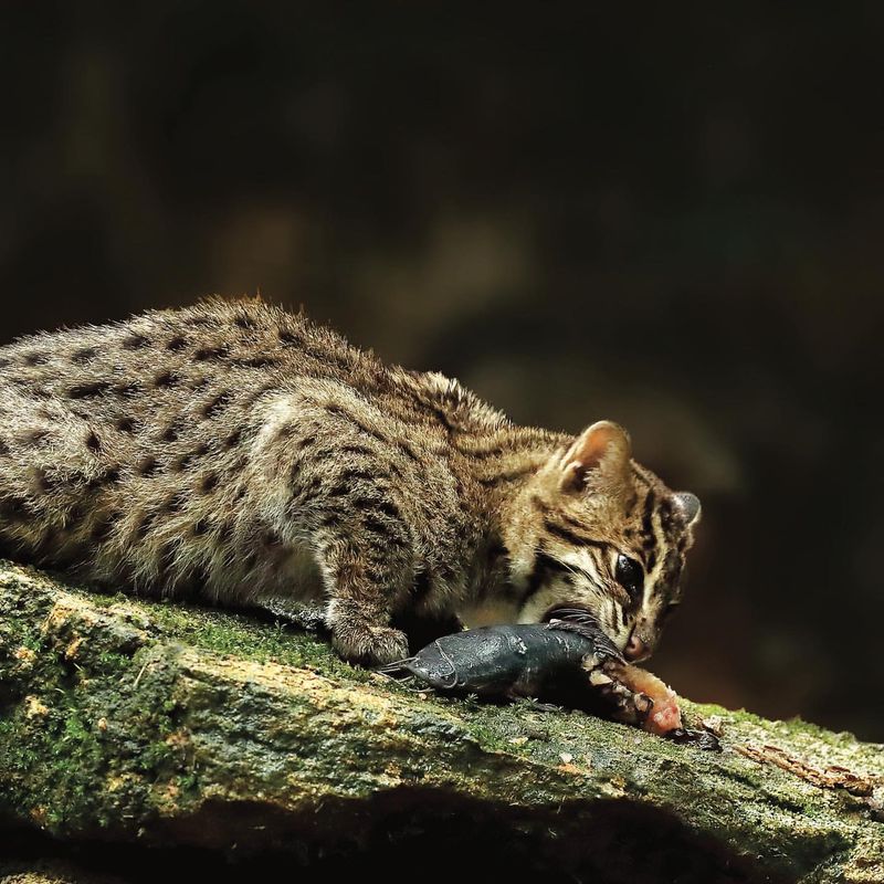 Fishing Cat (Prionailurus viverrinus)