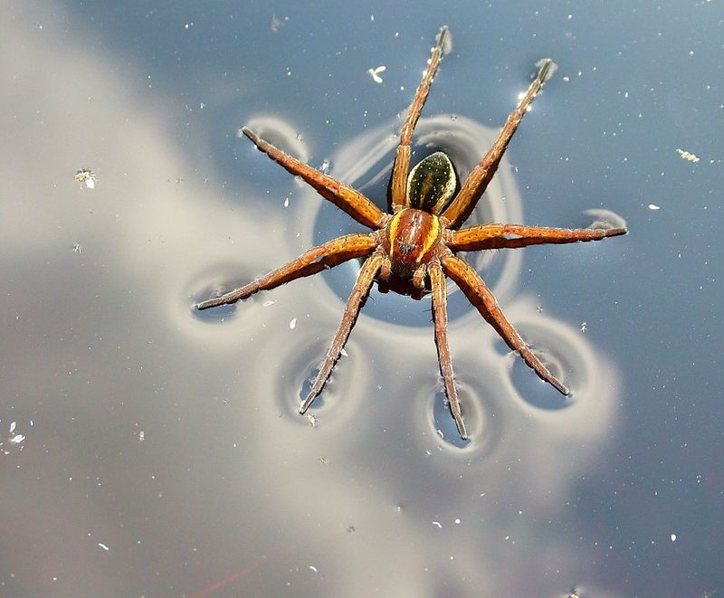 Fishing Spider