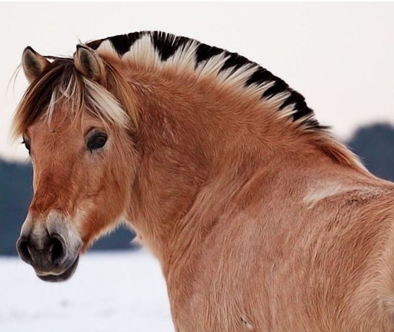 Fjord Horse