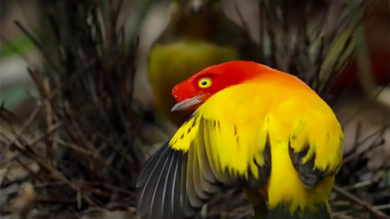 Flame Bowerbird