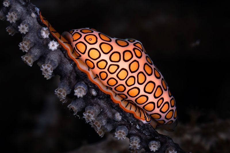 Flamingo Tongue Snail