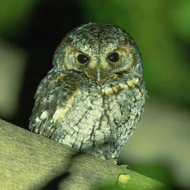 Flammulated Owl