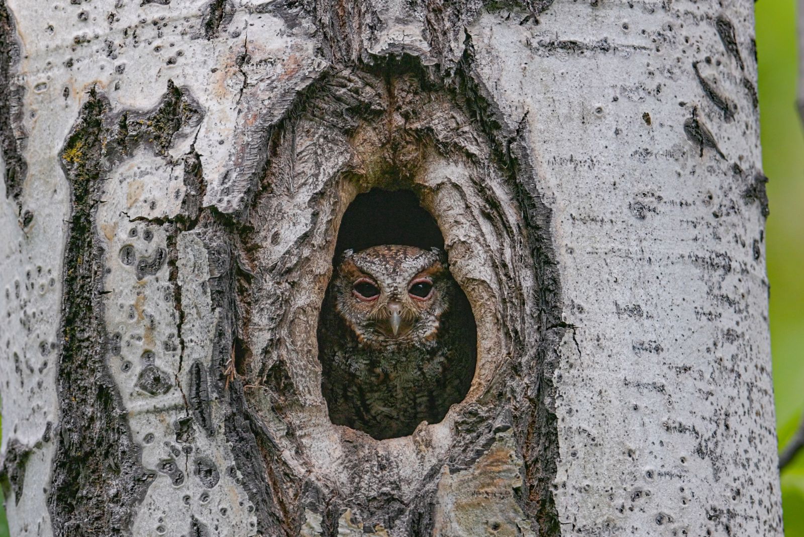 Flammulated Owl