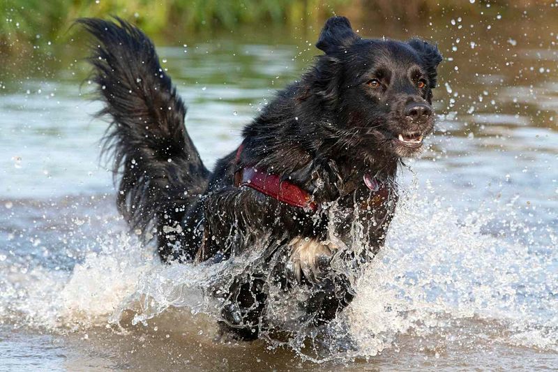 Flat-Coated Retriever