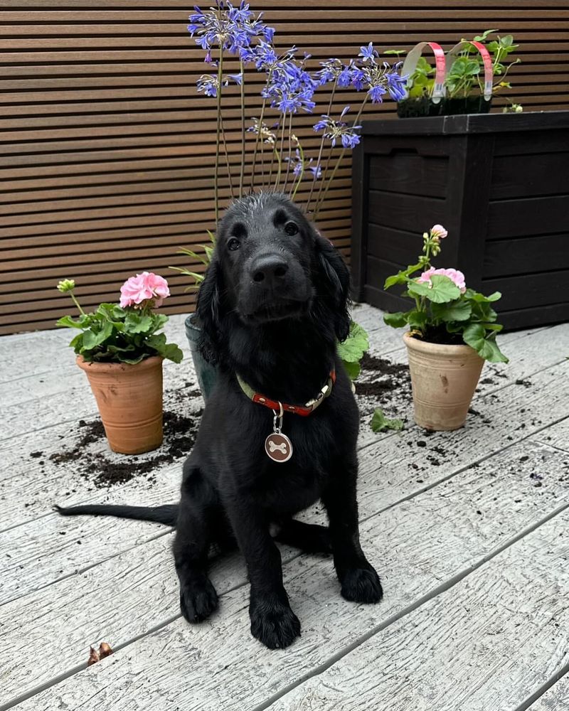 Flat-Coated Retriever