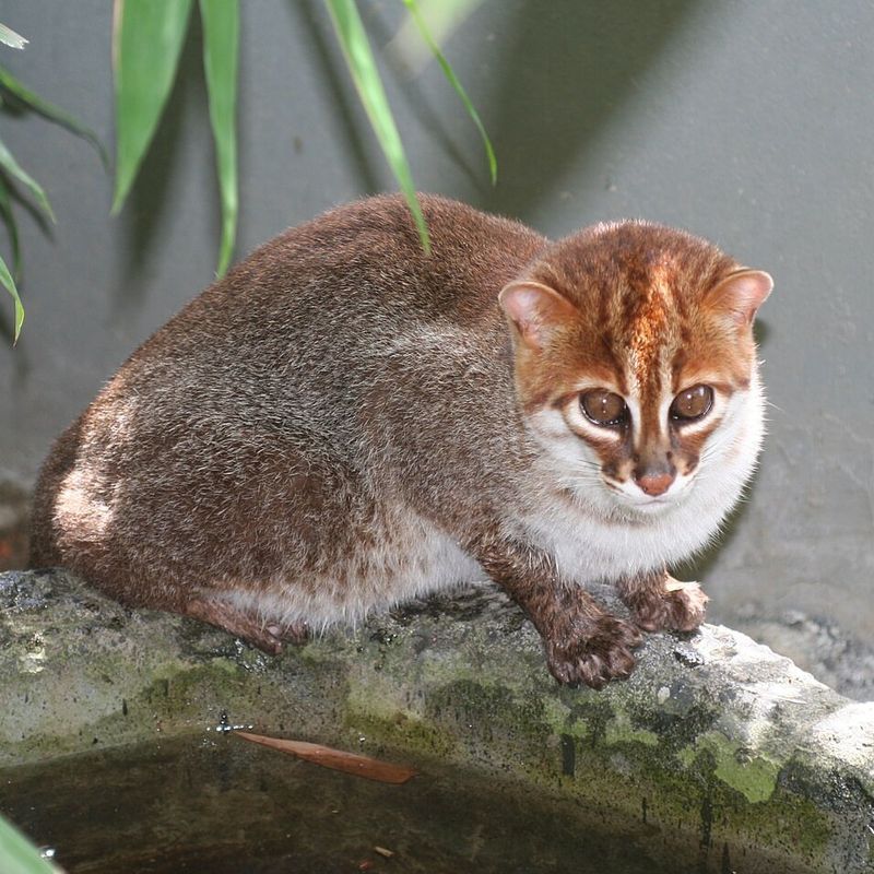 Flat-Headed Cat (Prionailurus planiceps)