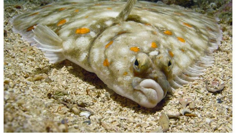 Flatfish