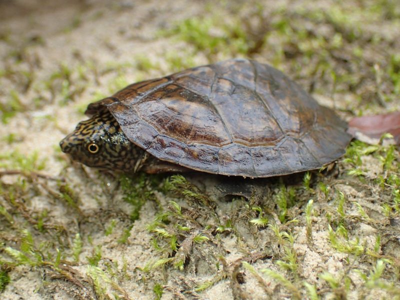 Flattened Musk Turtle