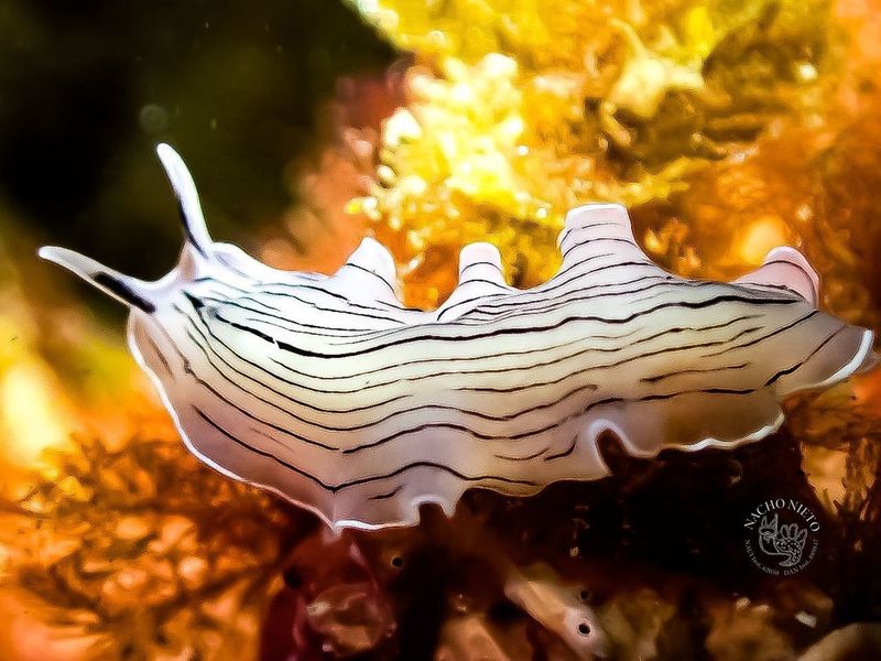 Flatworm