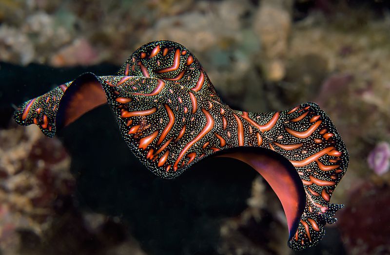 Flatworm