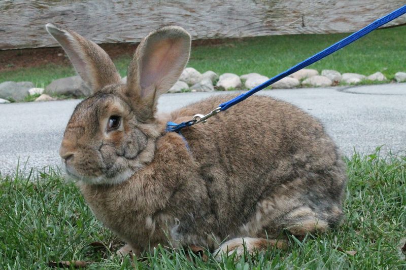 Flemish Giant