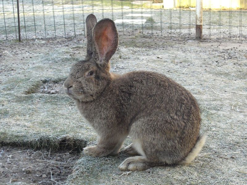 Flemish Giant Rabbit