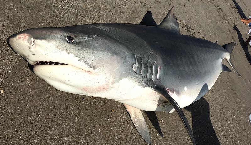 Florida: 1069.06 lb Tiger Shark