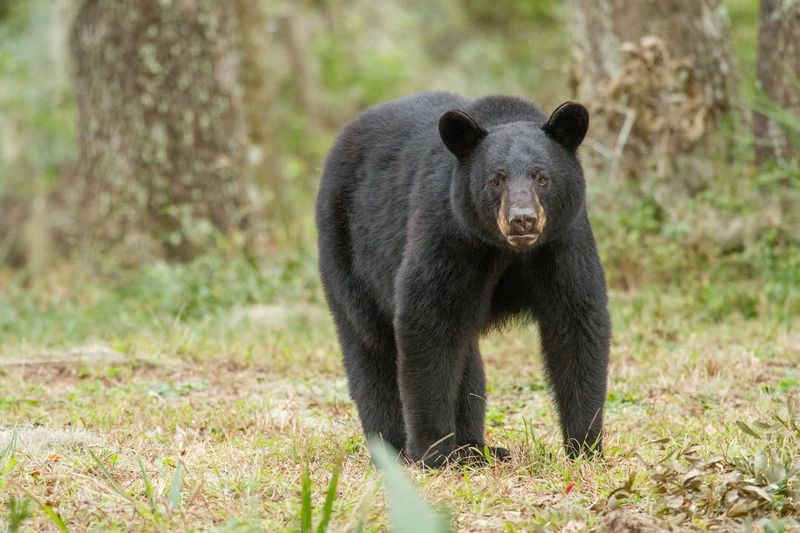 Florida Black Bear