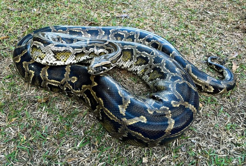 Florida - Burmese Python