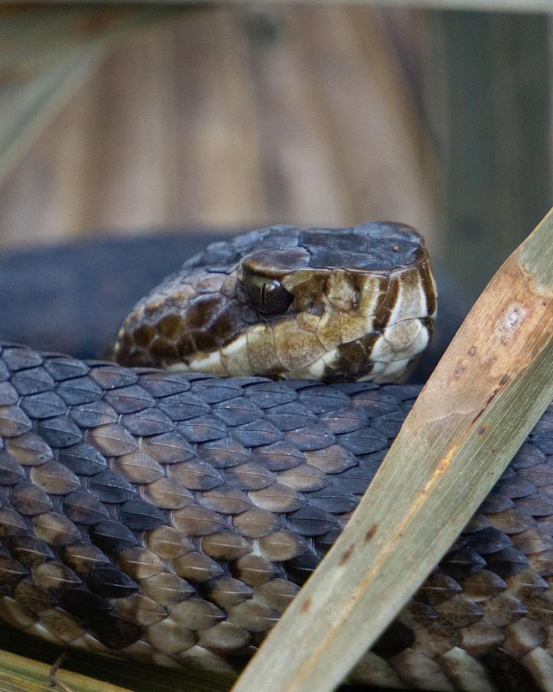 Florida Cottonmouth