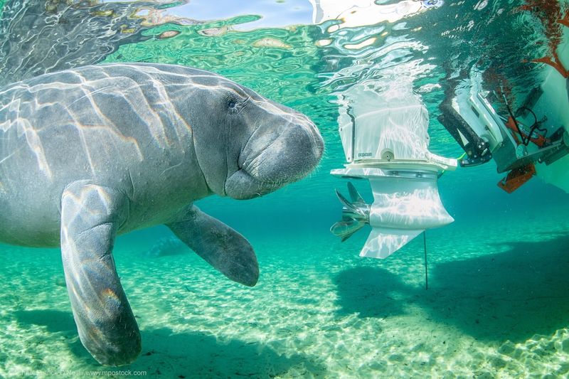 Florida Manatee