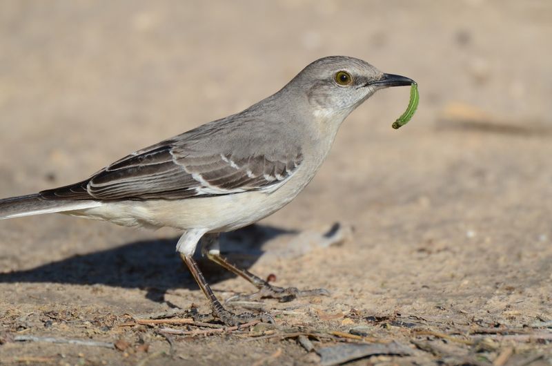 Florida - Northern Mockingbird