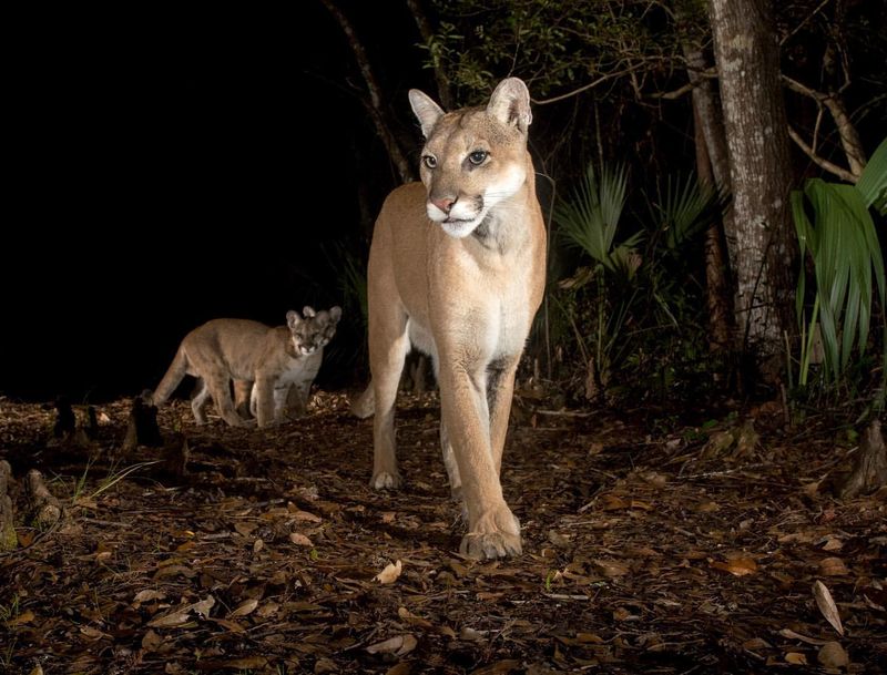 Florida Panther