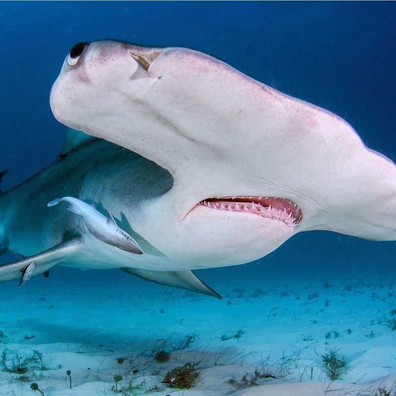 Floridian Hammerhead