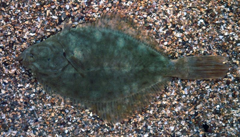 Flounder