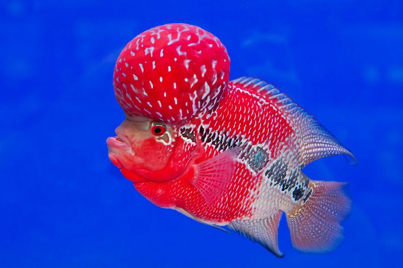 Flowerhorn Cichlid