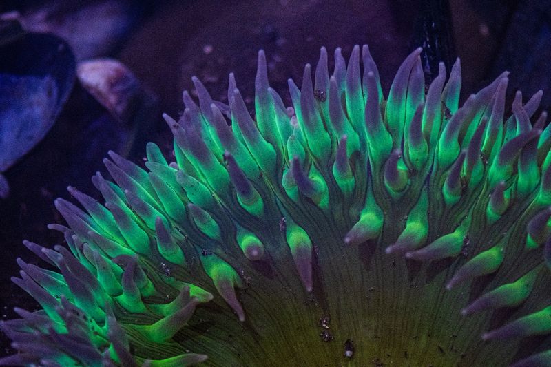 Fluorescent Anemone